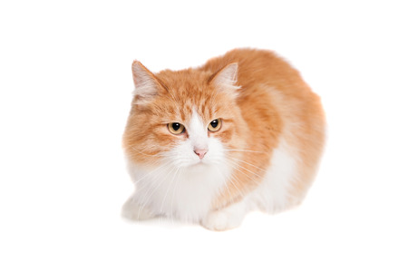 Ginger mixed breed cat on whiteの写真素材