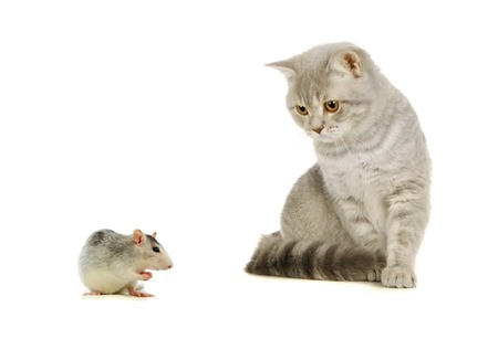 Gray scottish cat and mouse on the whiteの写真素材