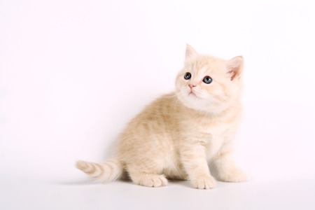 Scottish strite kitten on whiteの写真素材