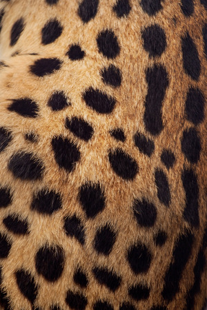Beautiful serval, Leptailurus serval