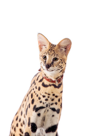 Beautiful serval, Leptailurus serval
