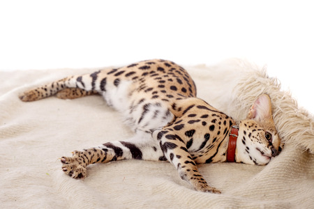 Beautiful serval, Leptailurus serval