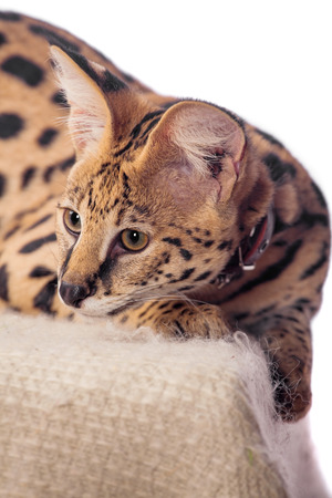 Beautiful serval, Leptailurus serval