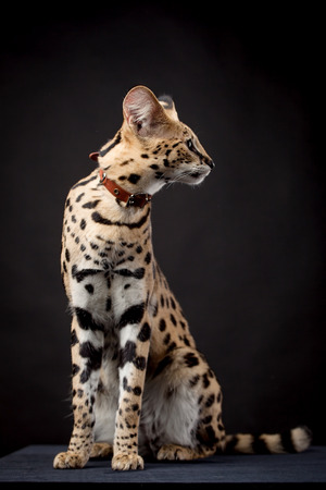 Beautiful serval, Leptailurus serval