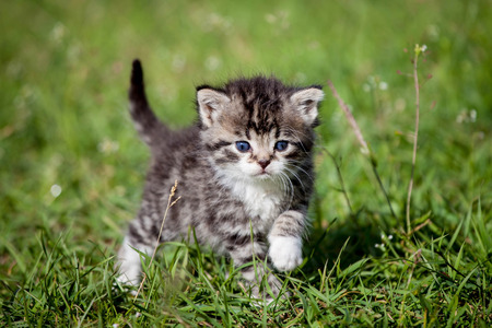Grey tabby kitten on green grass