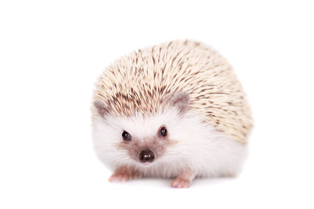 Domesticated hedgehog or African pygmyの写真素材
