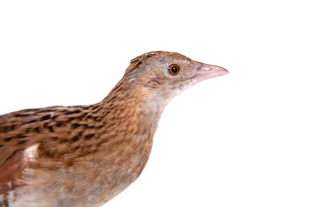 Corncrake or Landrail, Crex crex, on white