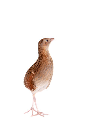 Corncrake or Landrail, Crex crex, on whiteの写真素材