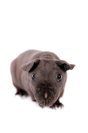 Hairless Guinea Pig isolated on whiteの写真素材
