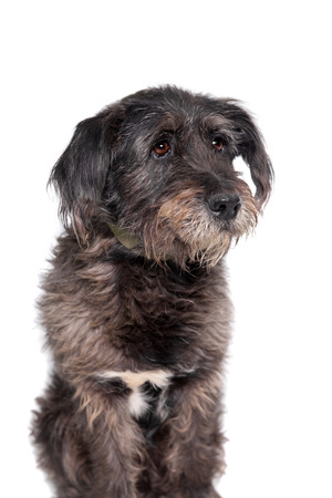 Mixed breed dog isolated on white backgroundの写真素材