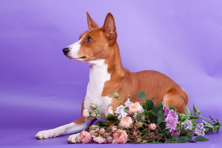 Beauty basenji dog  on the lilac backgroundの写真素材