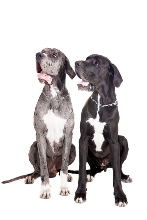 Two great Dane dogs isolated on white backgroundの写真素材