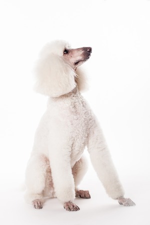 White Royal poodle isolated on white backgroundの写真素材