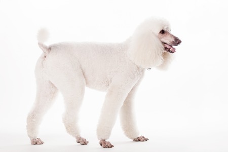 White Royal poodle isolated on white backgroundの写真素材