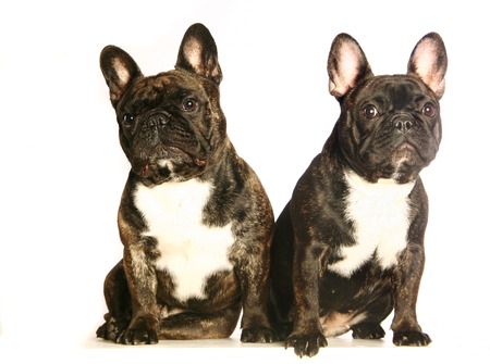Two dark french bulldogs. Isolated on whiteの写真素材