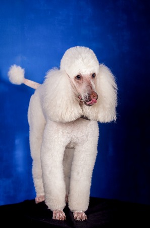 White Royal poodle on the blue backgroundの写真素材