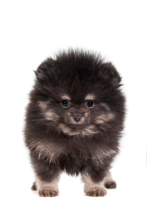 Miniature Spitz puppy on whiteの写真素材