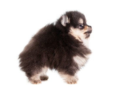 Miniature Spitz puppy on whiteの写真素材
