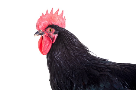 Black rooster on white