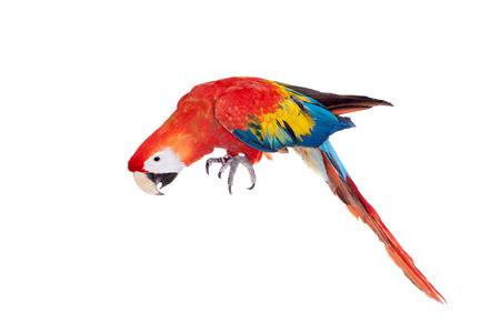 Scarlet macaws on the white backgroundの写真素材