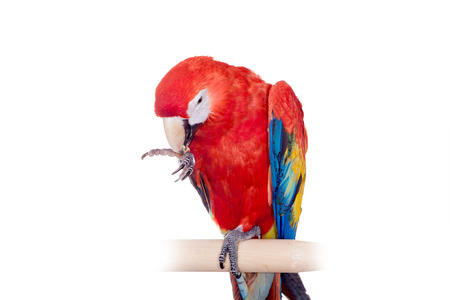 Scarlet macaws on the white backgroundの写真素材