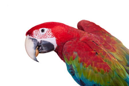 Red-and-green Macaw on white backgroundの写真素材