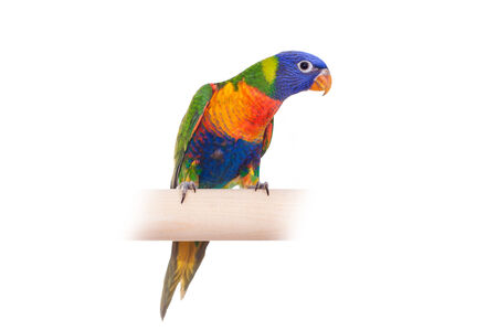 Rainbow Lorikeet on white background