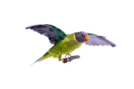 Female of plum-headed parakeet on whiteの写真素材