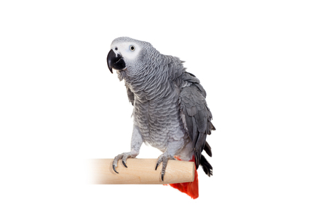 African Grey Parrot isolated on whiteの写真素材