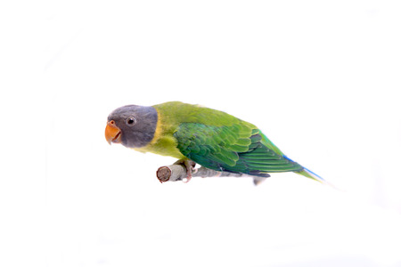 Female of plum-headed parakeet on white