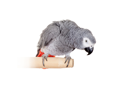 African Grey Parrot isolated on whiteの写真素材