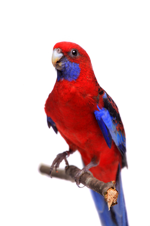 Crimson Rosella on whiteの写真素材