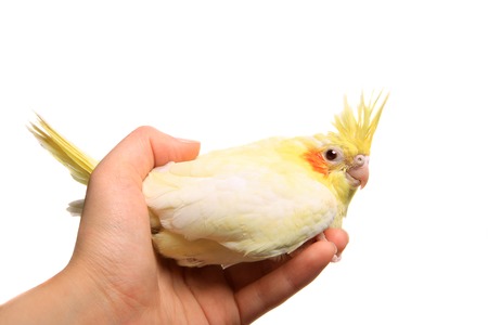 Cockatiel parakeet baby on whiteの写真素材
