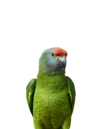 Flying festival Amazon parrot on whiteの写真素材