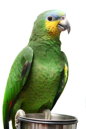 Venezuela Amazon parrot on whiteの写真素材
