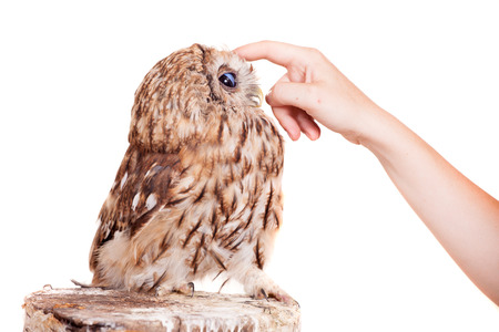 Tawny or Brown Owl isolated on whiteの写真素材