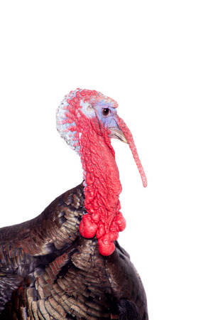 Turkey on whiteの写真素材