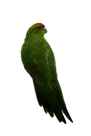 Red-fronted Kakariki parakeet on white