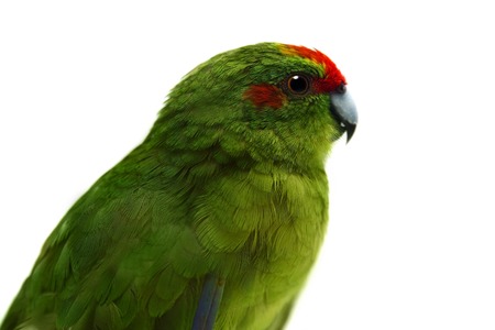 Red-fronted Kakariki parakeet on white