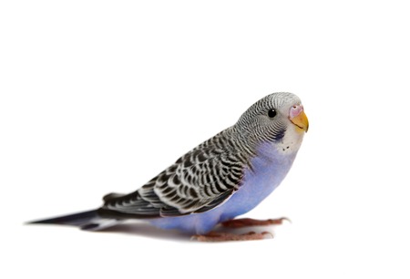 Budgie 1,5 mounths on white