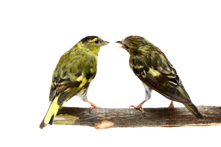 The pair of Eurasian Siskin on white