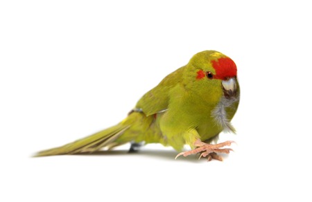 Red-fronted Kakariki parakeet on white