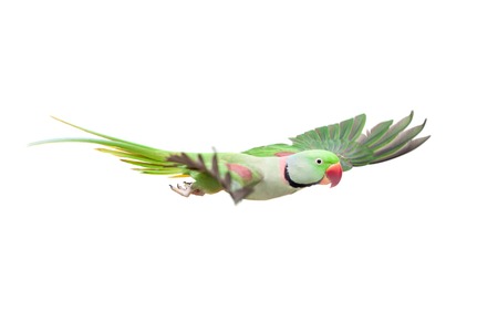 Big green ringed or Alexandrine parakeet on white
