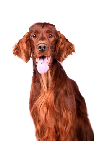 Beautyfull Irish Red Setter isolated on white backgroundの写真素材