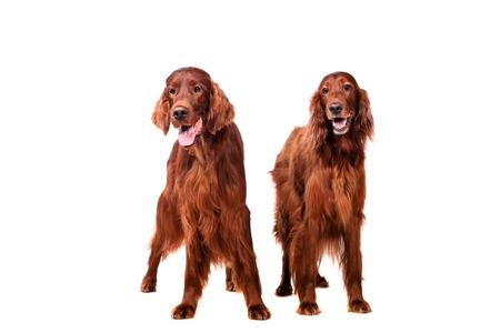 Two Irish Red Setters isolated on white backgroundの写真素材