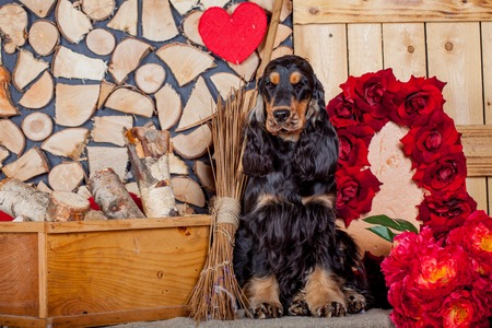 Purebred english cocker spanielの写真素材
