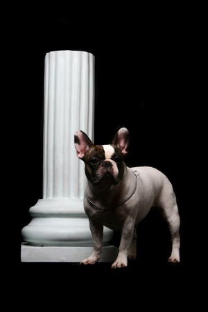 French Bulldog on the black backgroundの写真素材