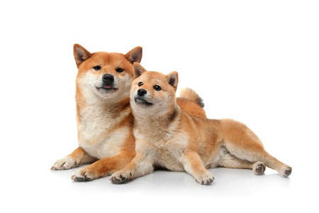 Two shiba inu dogs on white