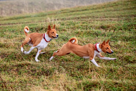 Two Basenji dogs in autumnの写真素材