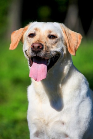 Labrador retriever dog outside